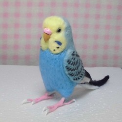 ほぼライフサイズ♪ セキセイインコ レインボーオパーリンスカイブルー