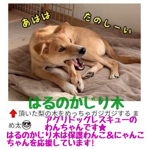 727.犬のおもちゃ犬用、かじり木、あまがみ対策、梨の木、小型犬小さめ