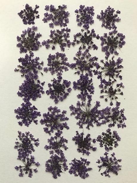押し花素材パック　レースフラワー（紫）28個入り　No1051 1枚目の画像