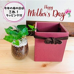 【母の日ギフト】 『癒しのlovelyハートアイビー』ラッピング&ギフト箱付き　ハイドロカルチャー　観葉植物 1枚目の画像