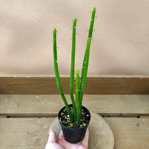 多肉植物 ユーフォルビア オンコクラータ フラワー リース Plant Life 通販 Creema クリーマ ハンドメイド 手作り クラフト作品の販売サイト