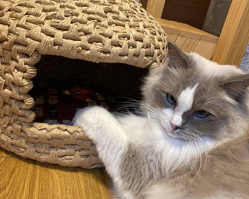 猫ちぐら クラフト紙製 おまけの座布団つき クッション・ベッド