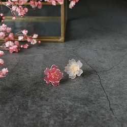 艷麗的牡丹櫻花/季節限定 第1張的照片