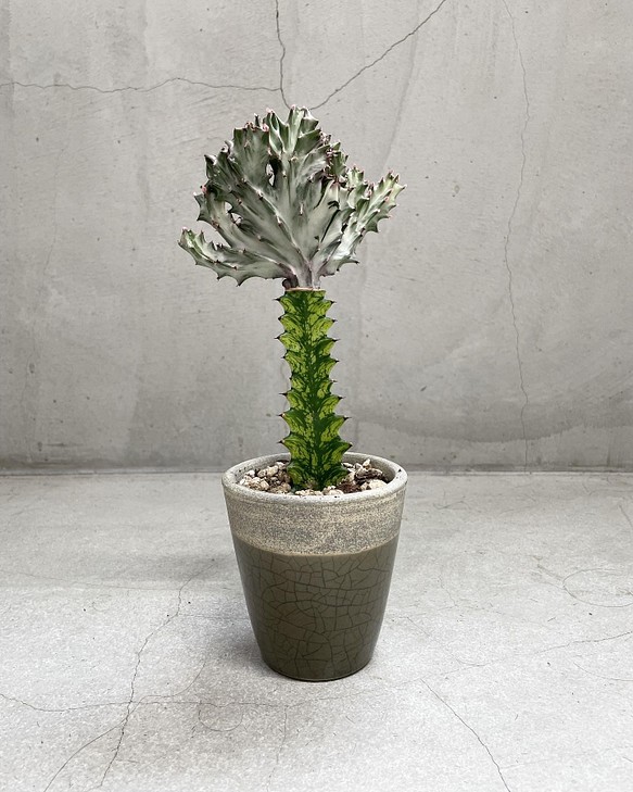 マハラジャ サボテン 観葉植物 希少 その他インテリア雑貨 Verdeplants 通販 Creema クリーマ ハンドメイド 手作り クラフト作品の販売サイト