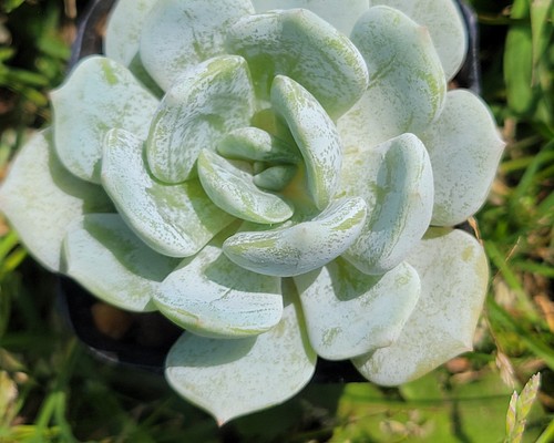 【再販】 スノーシャワー 多肉植物 エケベリア