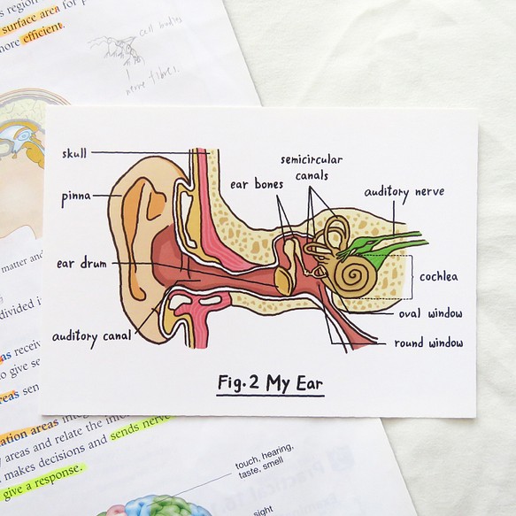 請細心聆聽 / 生物學耳朵明信片 器官解剖圖 第1張的照片