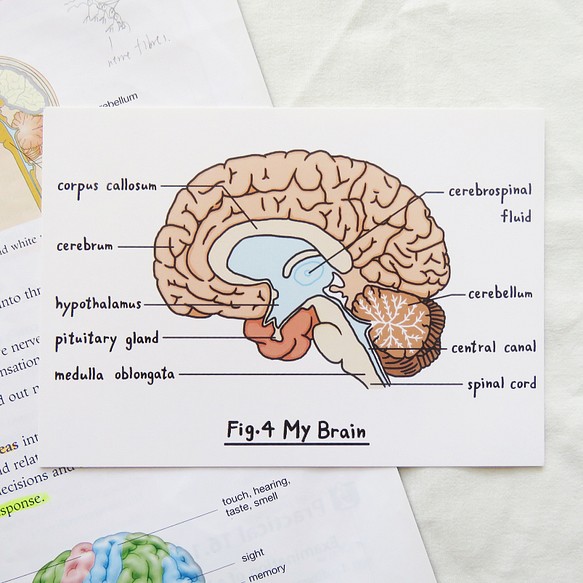 Miss You / 生物学 脳 はがき 臓器 解剖図 1枚目の画像