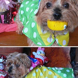WLY1818-D　犬服レインコート単品  完全防水　水玉４色配色 1枚目の画像