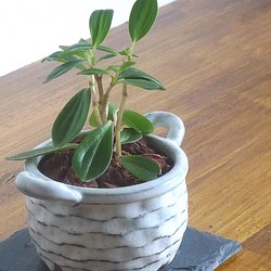 バスケット型ミニ植木鉢（ホワイト） 1枚目の画像