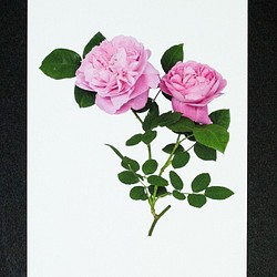 バラのポストカード　メアリー・ローズ 1枚目の画像