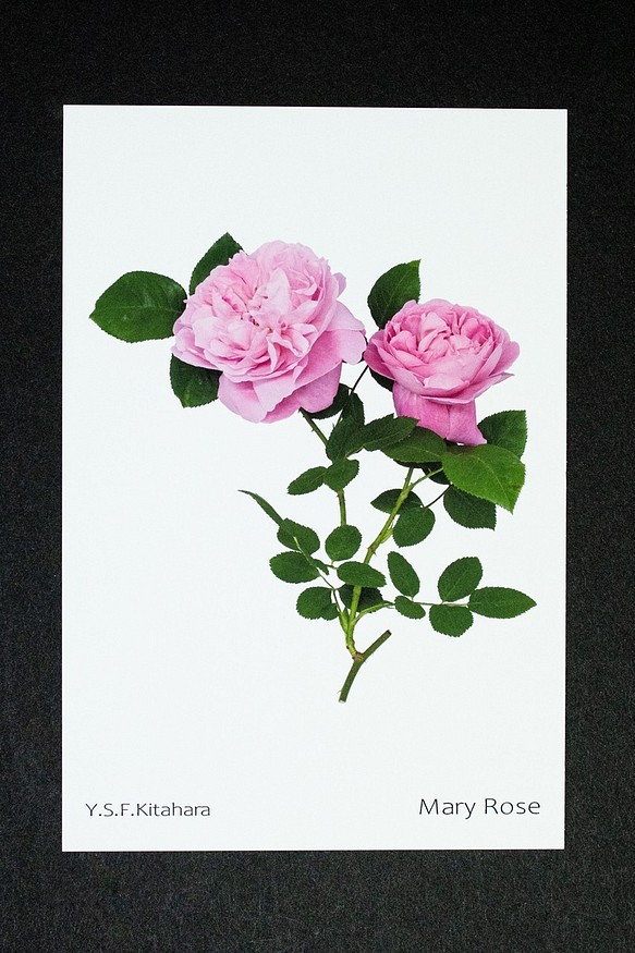 バラのポストカード　メアリー・ローズ 1枚目の画像