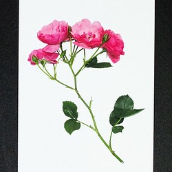 バラのポストカード　アンジェラ 1枚目の画像