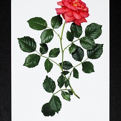 バラのポストカード　クリストファー・マーロウ 1枚目の画像
