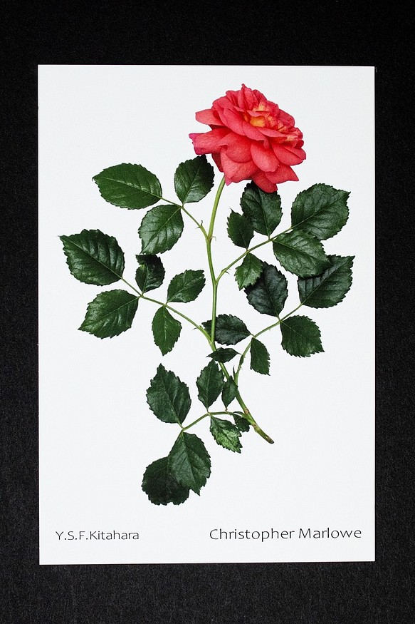 バラのポストカード　クリストファー・マーロウ 1枚目の画像