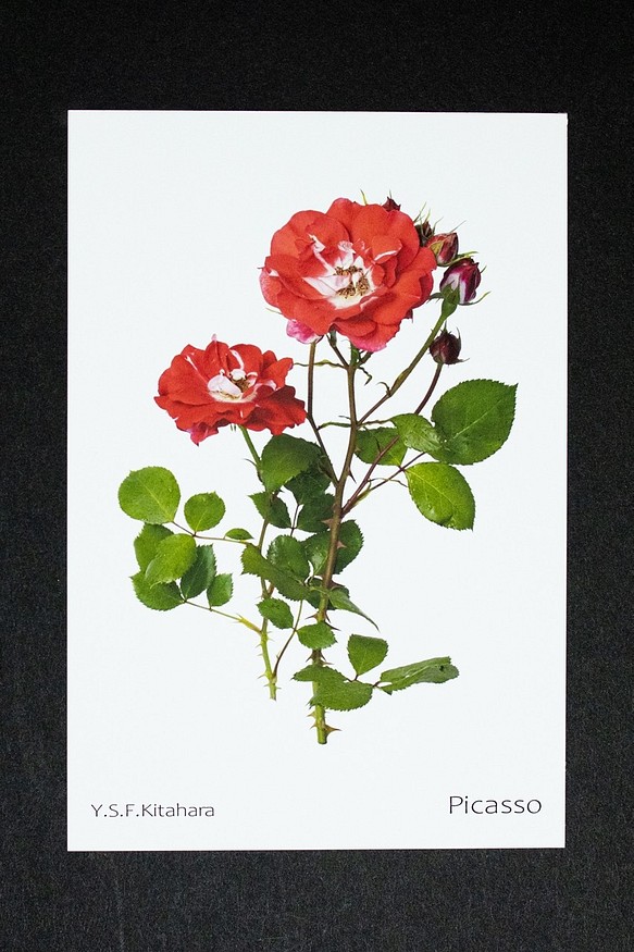 バラのポストカード　ピカソ 1枚目の画像