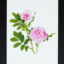 バラのポストカード　マダム・ドリーン・パイク 1枚目の画像