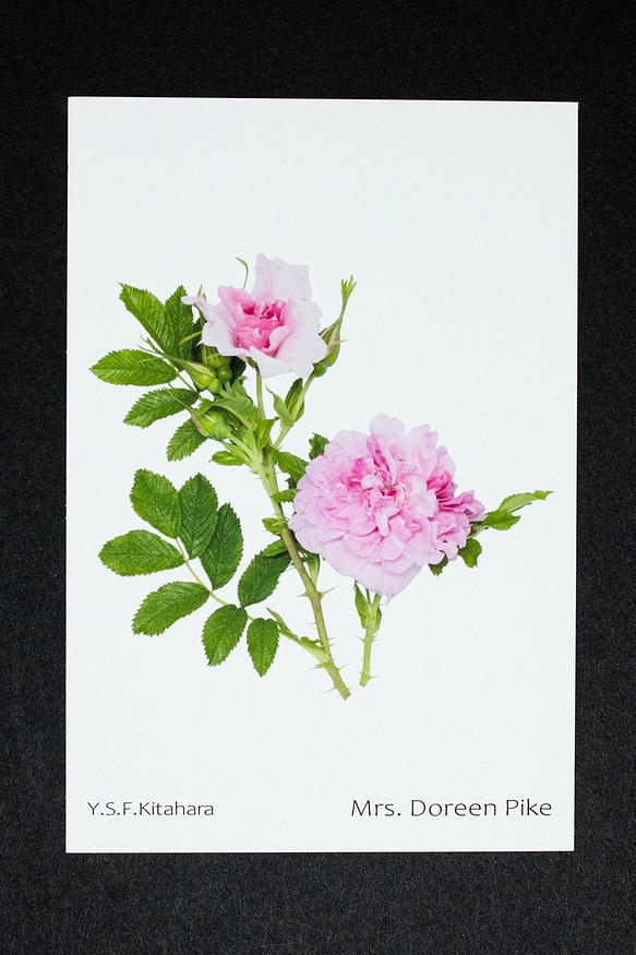 バラのポストカード　マダム・ドリーン・パイク 1枚目の画像