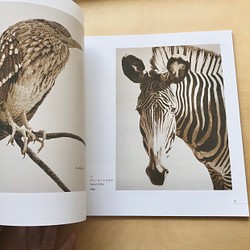 【画集】The Art of Haruki Koizumi/野生動物、鳥 9枚目の画像