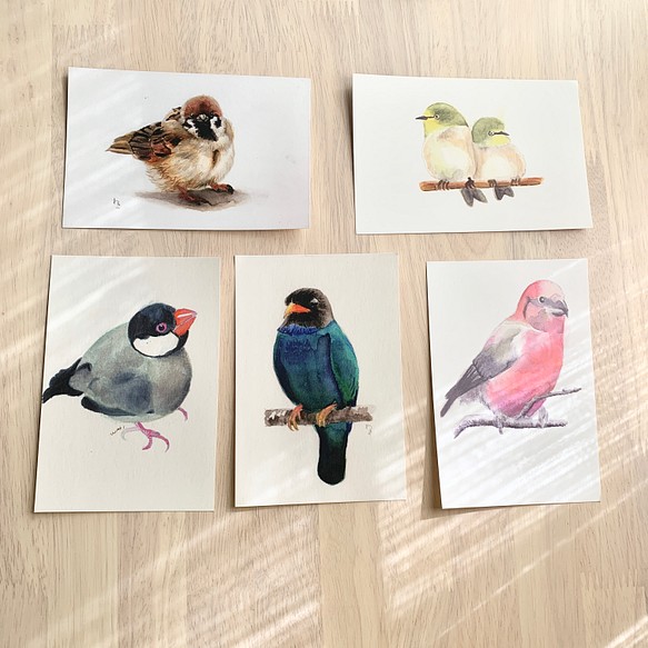 鳥たちのポストカードセット 1枚目の画像