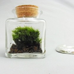 苔ボトル１０　信州の林　ミニミニ苔テラリウム 1枚目の画像