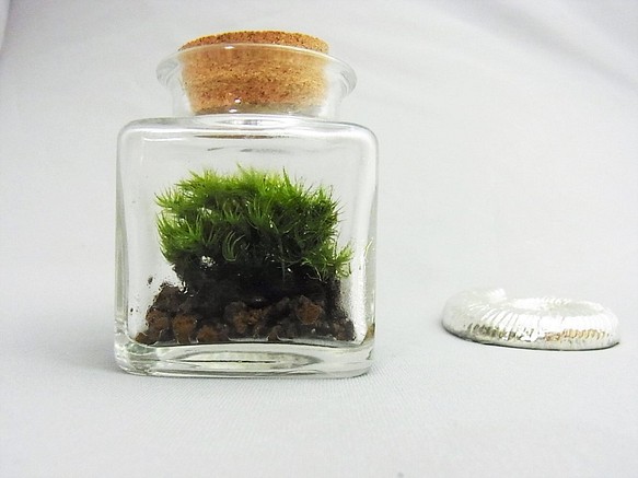 苔ボトル１０　信州の林　ミニミニ苔テラリウム 1枚目の画像
