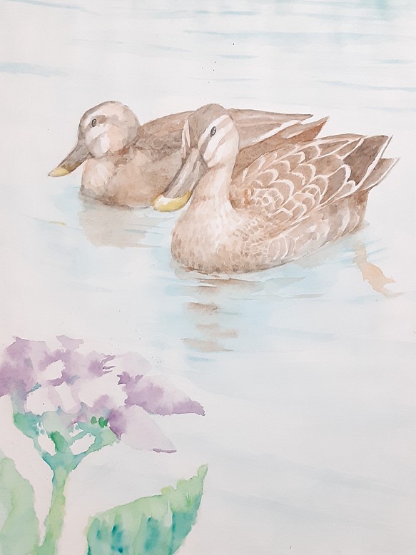 送料無料「紫陽花と鴨」透明水彩原画F6サイズ額装込み