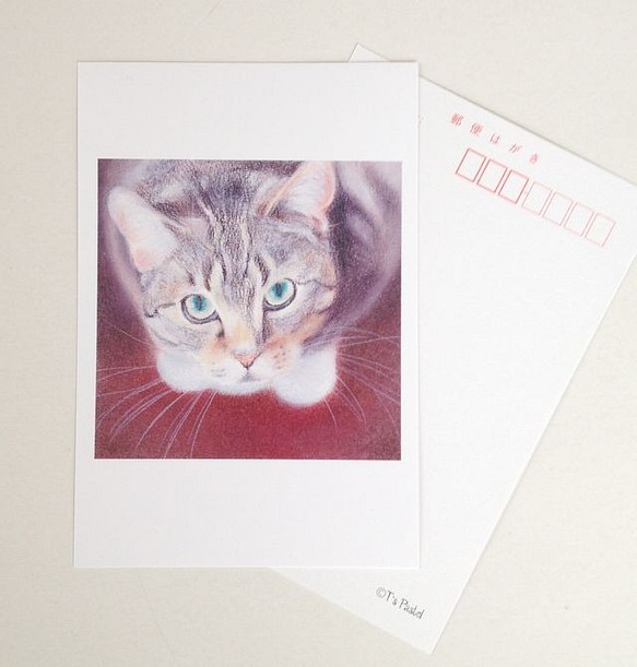 ６０　選べるポストカード　見上げる猫 5枚セット 1枚目の画像