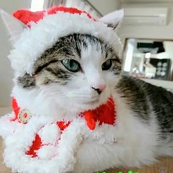 サンタ帽とケープ（猫ちゃん用） 1枚目の画像