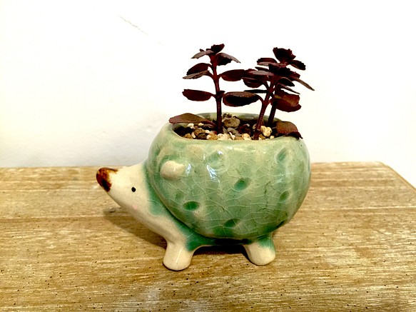 ハリネズミ植木鉢