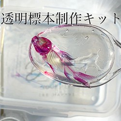 純正卸値 透明標本　スッポン アンティーク/コレクション