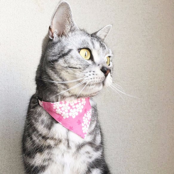 [櫻花圖案粉紅色] 頭巾式貓項圈/調節器選擇貓項圈安全項圈小貓的成年貓 第1張的照片