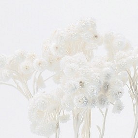 25輪  イモーテル ドライフラワー  ホワイト　花材 1枚目の画像