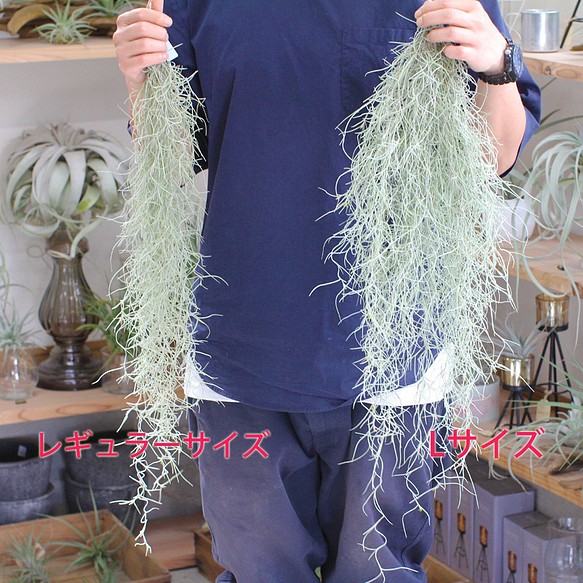 送料無料 ウスネオイデス 中葉 ｌサイズ ロングタイプ 60 70cm エアプランツ 観葉植物 フラワー リース Lilwa 通販 Creema クリーマ ハンドメイド 手作り クラフト作品の販売サイト