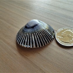 夏威夷大島的奧皮希貝殼① 第1張的照片