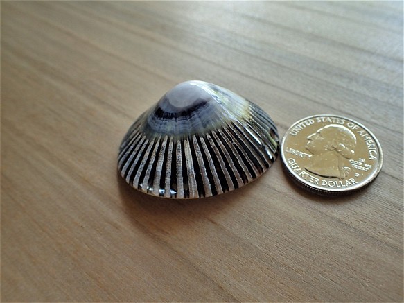 夏威夷大島的奧皮希貝殼① 第1張的照片