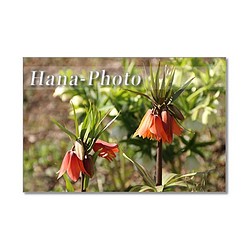 1441) 春の花　フリチラリア・.ルピナス・カレンジュラ・水仙.　   ポストカード5枚組 1枚目の画像