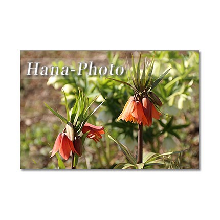 1441) 春の花　フリチラリア・.ルピナス・カレンジュラ・水仙.　   ポストカード5枚組 1枚目の画像