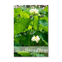 1485) ハス　美しい白とピンクの蓮の花   　ポストカード5枚組 1枚目の画像