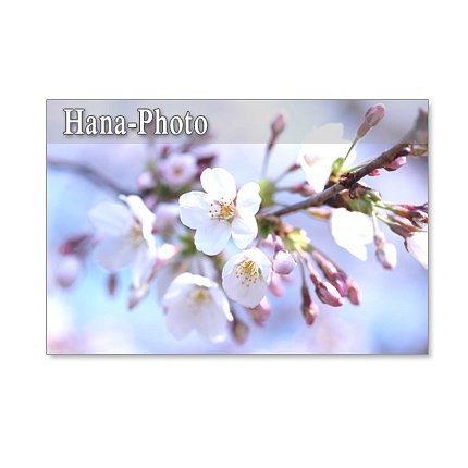 1054）ソメイヨシノと里桜カンザン　5枚選べるポストカード 1枚目の画像