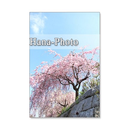 1062）桜の季節の風景　Postcard 5枚組 1枚目の画像