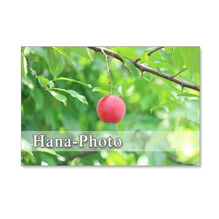 1099)　プラム、桃、杏、プルーン　　 ポストカード5枚組　 1枚目の画像