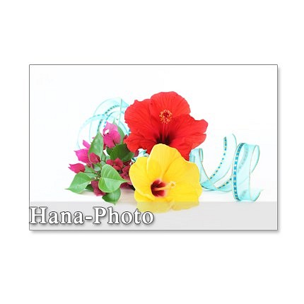1146 夏の花のアレンジメント ポストカード5枚組 Lancasterdentistry Net