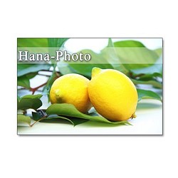 1161) レモン         ポストカード5枚組 1枚目の画像