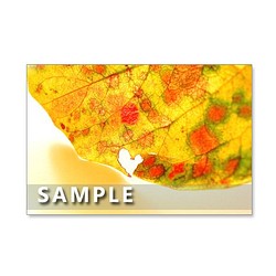1176)  色鮮やかな秋       ポストカード5枚組　 1枚目の画像