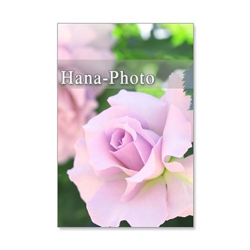 1197) バラ ポストカード5枚組 カード・レター Hana-Photo 通販 ...