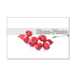 1207)鈴バラの赤い実　　ポストカード5枚組　 1枚目の画像