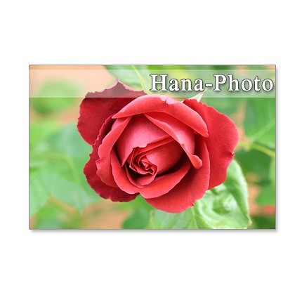 1241)　赤、ベージュ、白のバラ　     ポストカード5枚組　 1枚目の画像