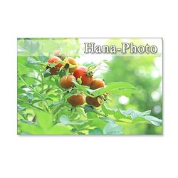 1246）緑のある花の風景    ポストカード5枚組 1枚目の画像
