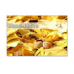 1254）秋の足音    ポストカード5枚組 1枚目の画像