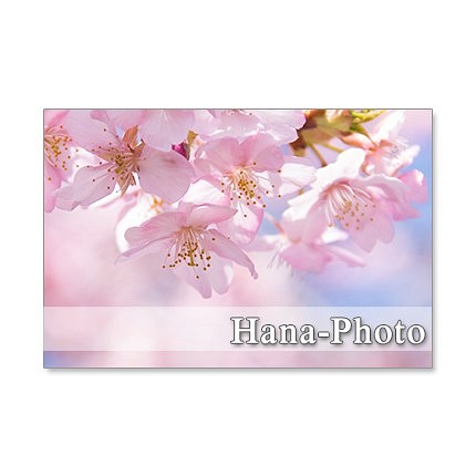 1297)河津桜、しだれ桜、緋寒桜、八重枝垂れ桜        ポストカード５枚セット 1枚目の画像